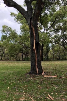 A tree was split in half by lightning as a cricket match was played nearby in Balga.