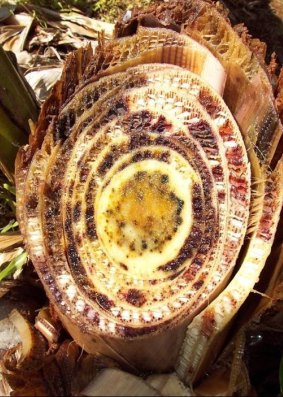 A cross section of a banana plant stem showing discolouration of the vascular tissue.