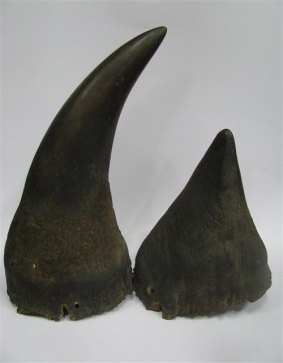 The black rhinoceros horns that were expected to fetch $70,000 at Lawsons auction on Friday.