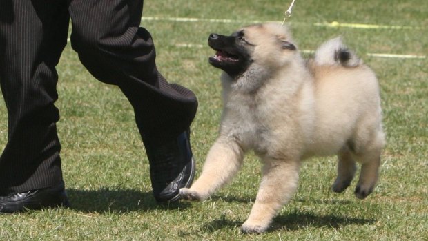 A keeshond died after it was left in a vehicle at Rose Bay. 