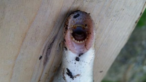 Falling from the sky ... The Arctic lamprey 'latch on with those rasping teeth and they live off of the nutrients of that host animal.'