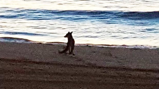 A fox is spotted out on Coogee Beach.