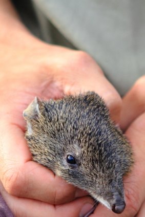 The Potoroo is, comparatively speaking, thriving.