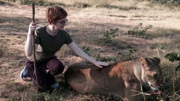 The author patting a lion in Zimbabwe. 