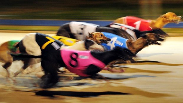 Greyhound racing ban is tough but necessary.
