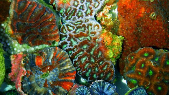 Colour theory overturned: "It's been pretty hard for the scientific community to swallow."