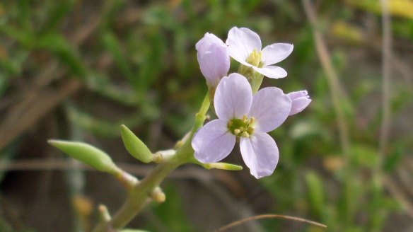 Sea rocket has a peppery flavour.
