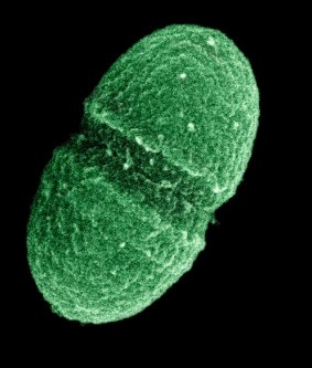 The bacterium Enterococcus faecalis, which lives in the human gut.