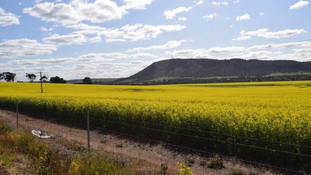 A canola field on Northam-York Road.