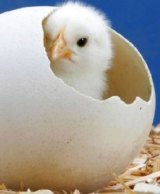 Chick emerges from an egg.