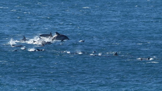 A pod of dolphins swims off Coogee Beach. 