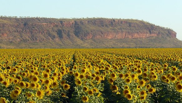 The Ord River Irrigation Expansion project budget blew out by more than 50 per cent. 