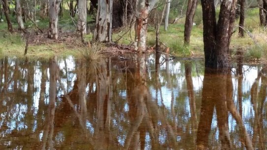 The wetland contains 15 mature flooded gums, some more than 100 years old. 
