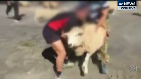 Anger as King's School's rugby teams filmed tackling sheep at farm