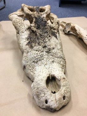 A crocodile skull found by north Queensland police at a property at Eubenangee, near Innisfail.