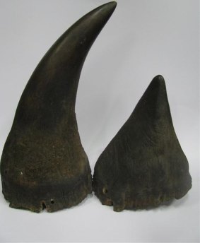 The pair of black rhinoceros horns which were expected to fetch $70,000 at auction but have now been withdrawn from sale.
