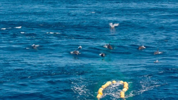 Dolphins chase down a fishing trawler off the Pilbara coast.