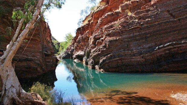It doesn't get much more remote than Karijini National Park, set as it is in the vast wilderness of the Pilbara region of Western Australia, seven hours west of Exmouth, 10 hours south of Broome. It's well worth the effort, however, to get to WA's second largest national park, to explore this beautiful, diverse reserve of rivers, gorges, and chasms up to 100 metres deep. Karijini is also the perfect spot for lovers of wildflowers – in the cooler months the park is blanketed in cassias, wattles, bluebells and mulla mullas. 