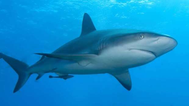It's thought a reef shark nudged the surfer's board as he paddled off Falcon Bay on Friday.