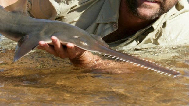 A new way of monitoring sawfish populations could spell the end for costly fish surveys.