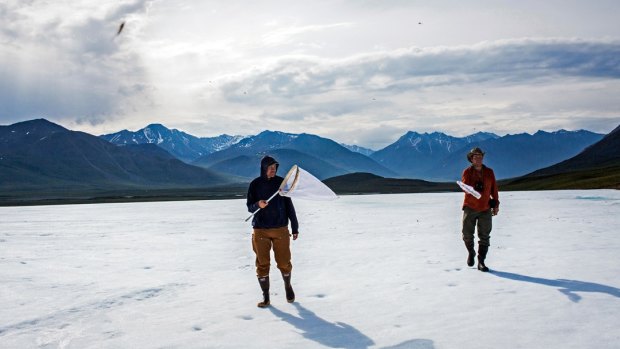 Scientists Jeff Diez and Alan Brelsford hunt for the Arctic bumblebee near Galbraith Lake in Alaska.