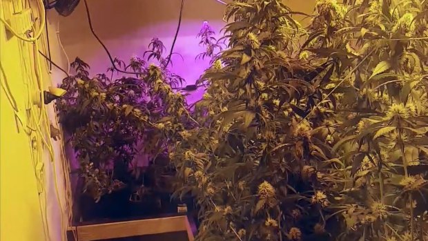 Cannabis crops were found at one of the 'safe houses' uncovered during Operation Maduro.