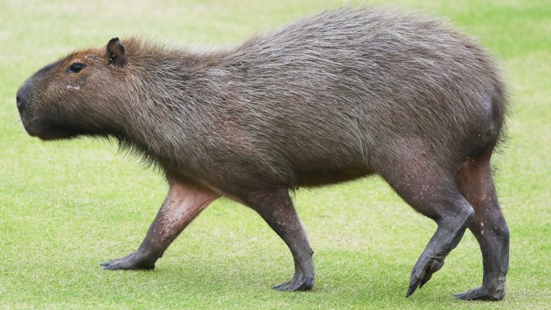 Cross Between Wombat And Dog Strange Animals Roam Rio S Olympic Golf Course
