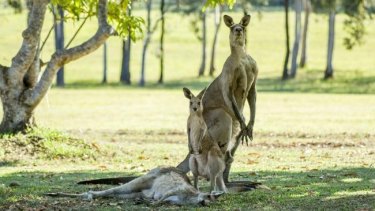 Hervey Bay photographer Evan Switzer captured a kangaroo mourning the loss of its mate in the wild.