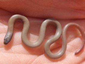 Published research allowed people to find the rare pink-tailed worm-lizard.