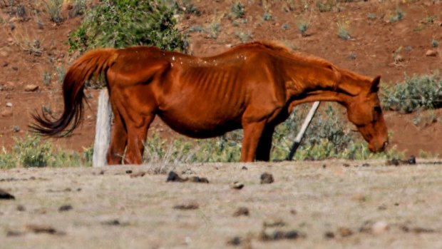 Twenty-two  horses were found dead on the property and 20 others were suffering from malnutrition. 