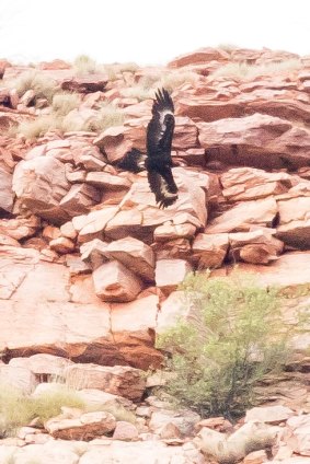 Mr Carter took this photograph of a wedge-tailed eagle in the area in question on Monday morning. 