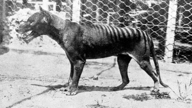 The last known Tasmanian Tiger, or Thylacine, died at the zoo in 1936.