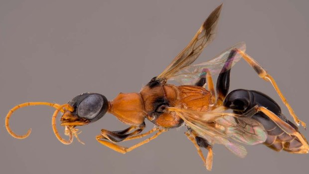 Ampulex Dementor, the soul-sucking "dementor" wasp.