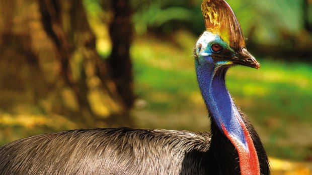 An emaciated female cassowary - found in the Atherton Tablelands - was put down this week.