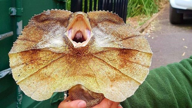 One of the frill-neck lizards stolen from the Blackbutt Reserve.