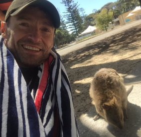 The rise of the quokka selfie - done by the likes of Hugh Jackman - may have helped the surge.