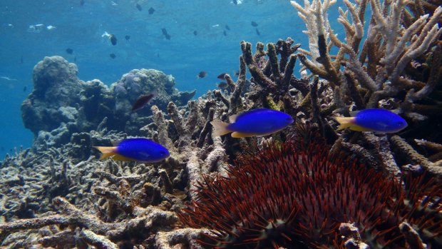 Damselfish in distress: Degraded habitat in the northern part of the Great Barrier Reef.