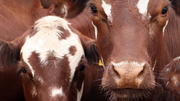Escaped cows slowed traffic on the Bruce Highway on Wednesday morning. 