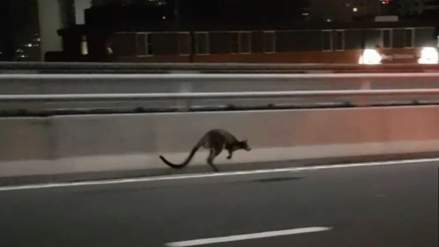 Police followed the wallaby on its journey over the bridge.