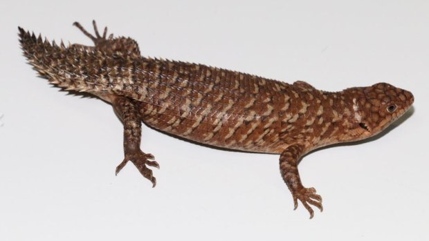 A number of gidgee skinks were also uncovered.