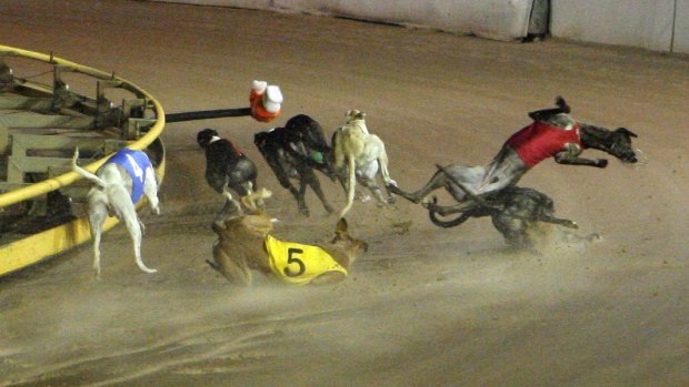 A bone-breaking crash, all too common in greyhound racing.