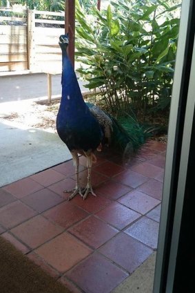 The inquisitive bird was often spotted wandering around school grounds.