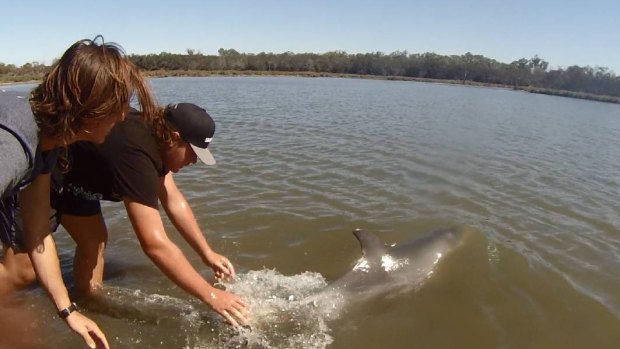 Zachary Allegretta, Michael Randall and Ryan Dalzell rescued a dolphin calf stranded in Goegrup Lake's shallow waters.