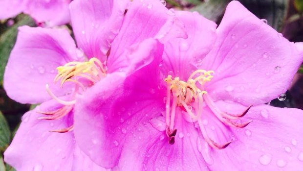 The native lassiandra is one of the native plants available for use in south-east Queensland.