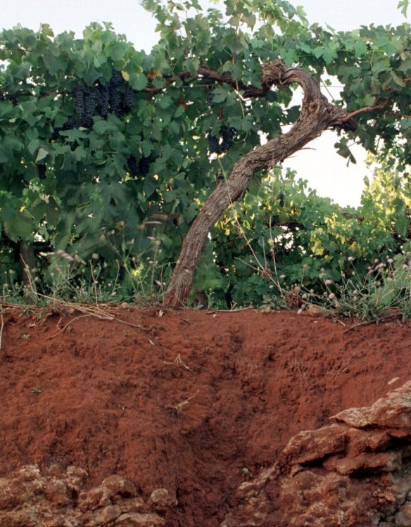 The famous Coonawarra terra rossa soil.