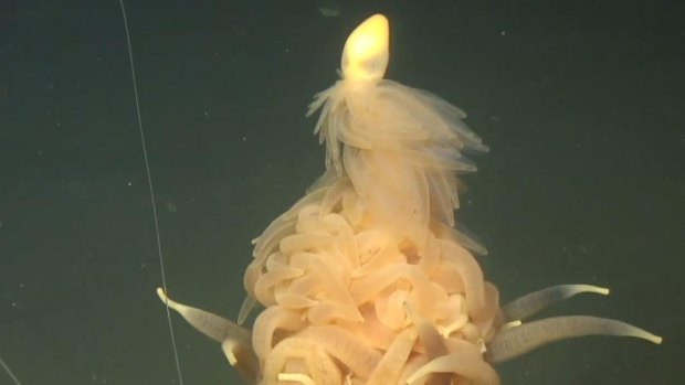"Flying Spaghetti Monster": A creature called a siphonophore found about 1325 metres underwater, near the seabed off the coast of Angola.