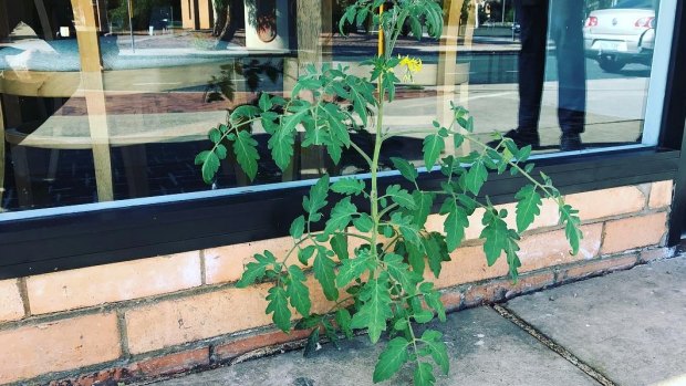 Tom the Tomato plant out the front of Olive at Hawker Restaurant at the Hawker shops.