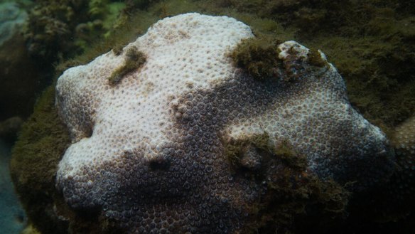 Coral bleaching is now turning up in Sydney Harbour for the first time, researchers say.