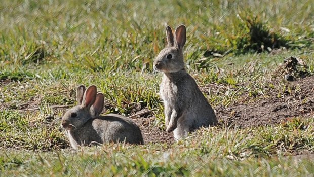The wild rabbit population has exploded due to recent heavy rains.
