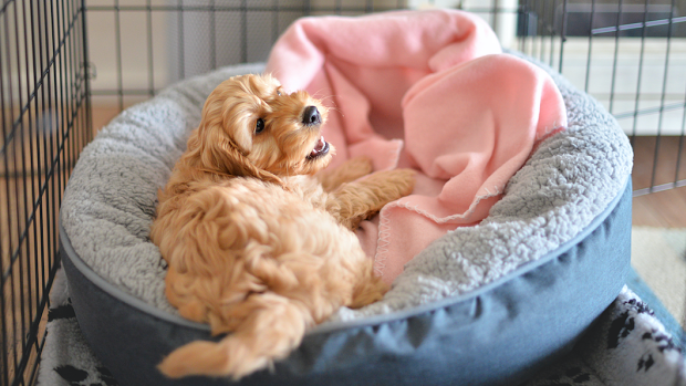 Ensure the crate is comfortable for your dog.